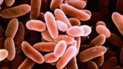 Bacteria